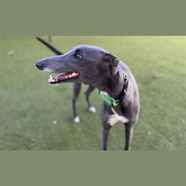 Photo of Beanie