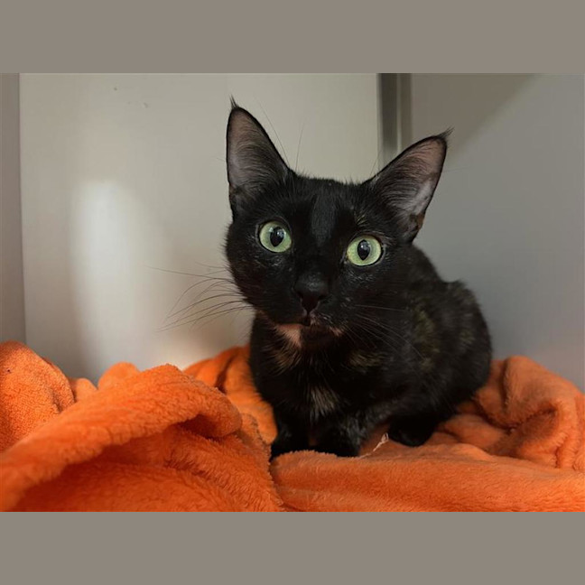 Photo of Raven