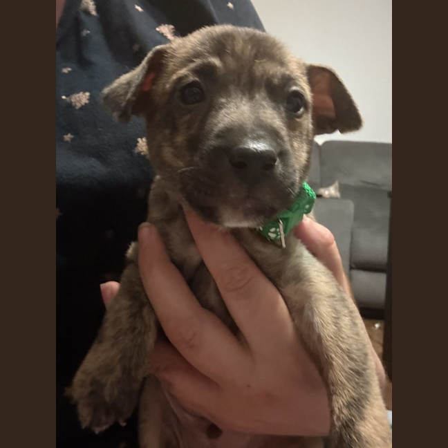 Photo of Collar Green