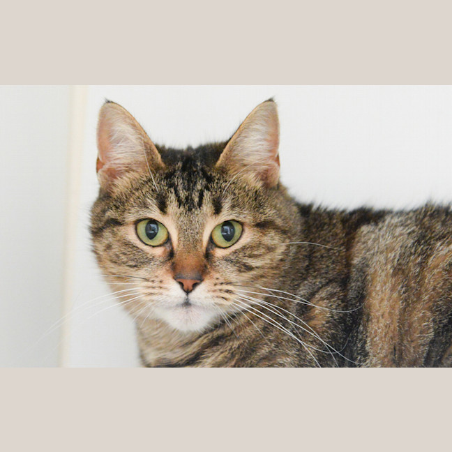Photo of Pip