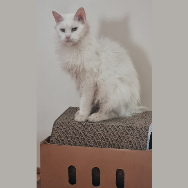Photo of Isla