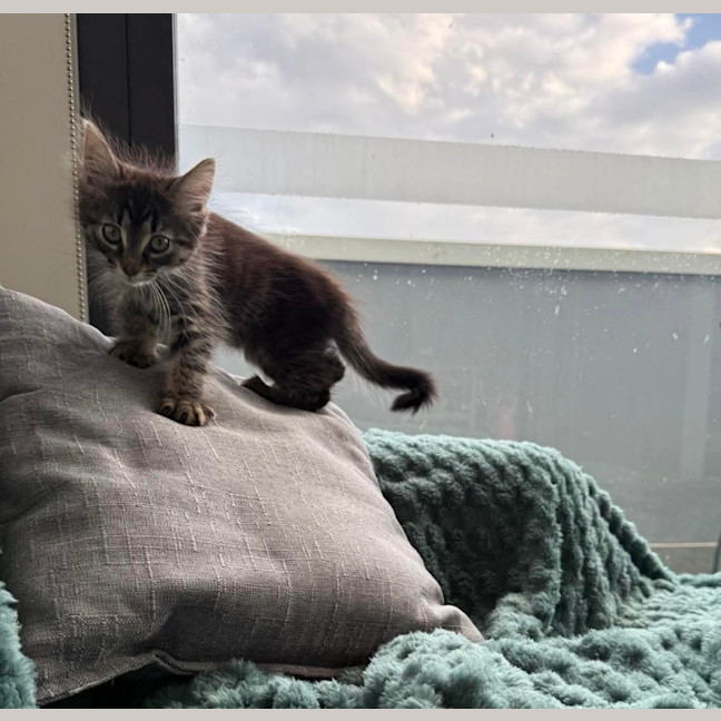 Photo of Lilly & Banjo