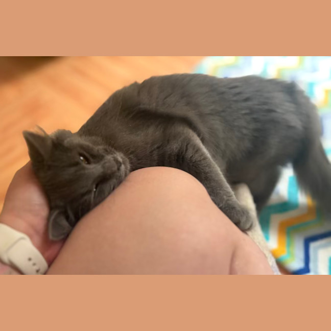 Photo of Peppercorn