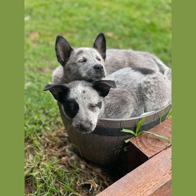 Photo of Patch And Belle