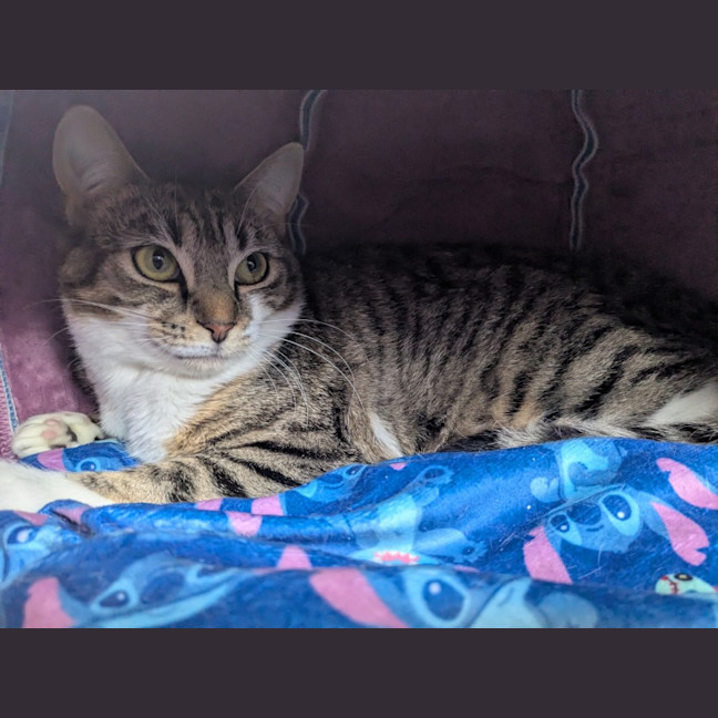 Photo of Stitch