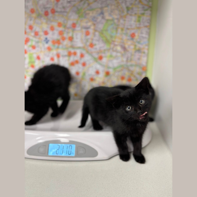 Photo of Midnight