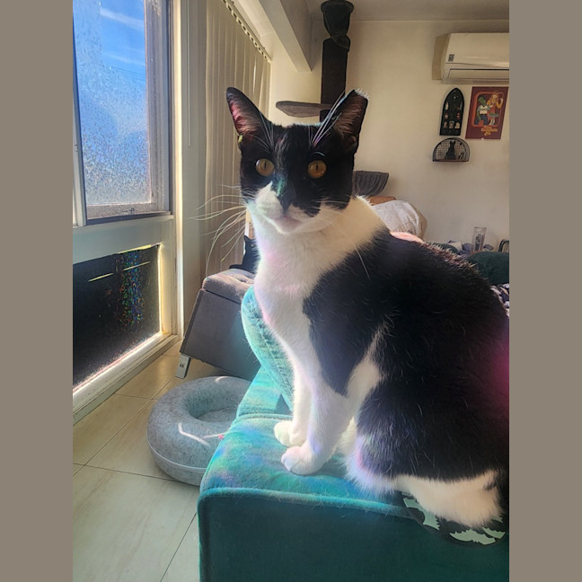 Photo of Tippy