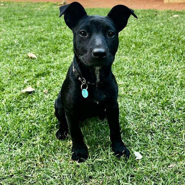 Photo of Nyxie