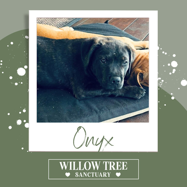 Photo of Onyx