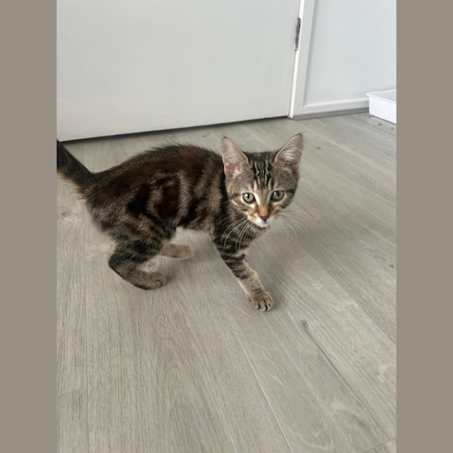 Photo of Delilah