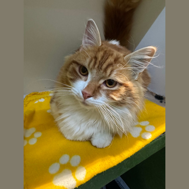 Photo of Garfield