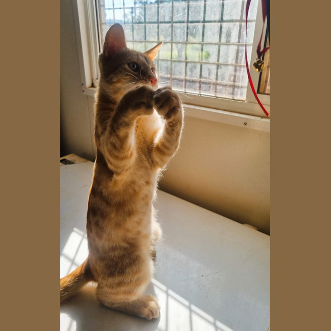Photo of Cheerio