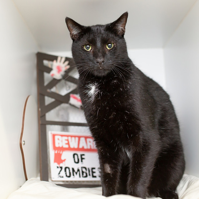Photo of Boo