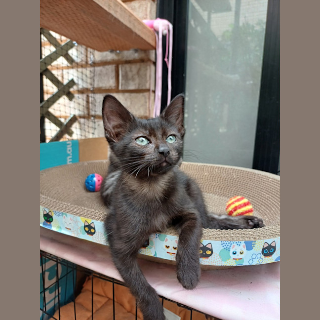 Photo of Peanut