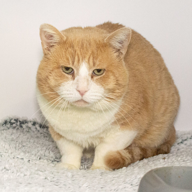 Photo of Goose
