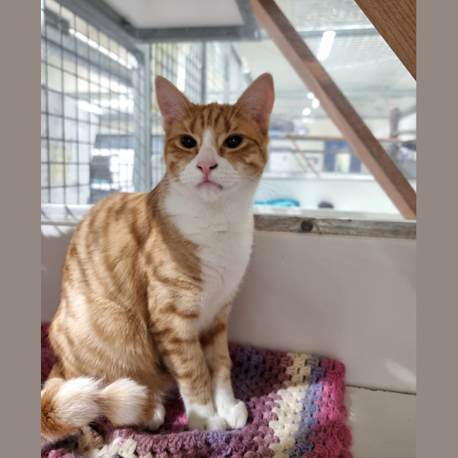 Photo of Freddie (Bonded With Eddie) 