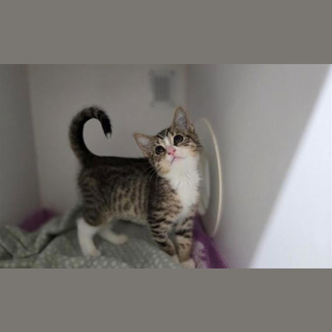 Photo of Willow