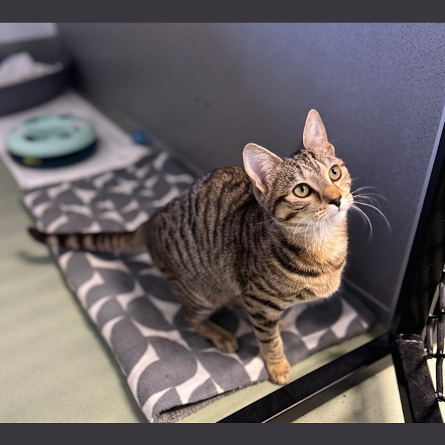 Photo of Nala