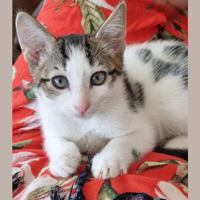 Photo of Max