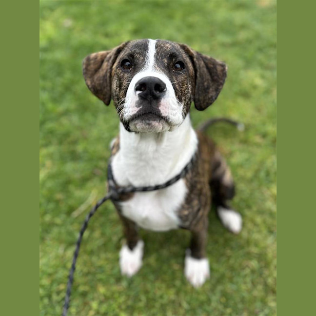 Photo of Digger