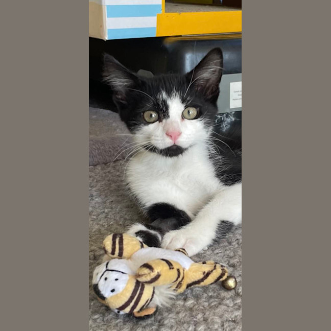 Photo of Hei Hei Meet Me@Petstock Carrum Downs Store