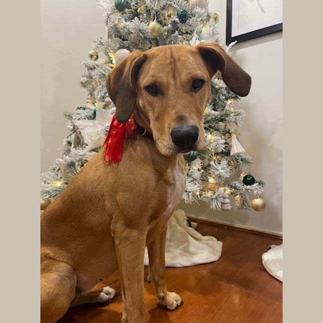 Photo of Nala