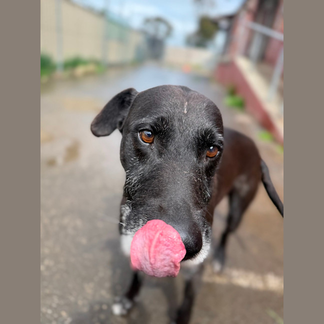 Photo of Digger