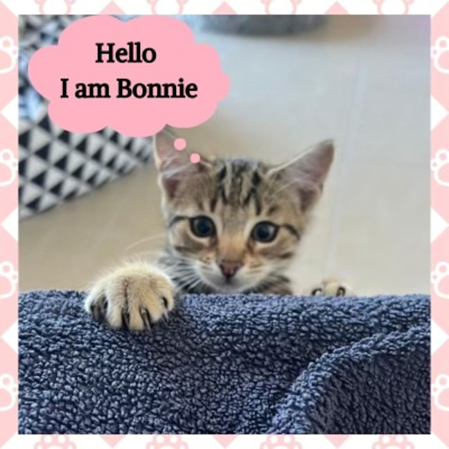 Photo of Bonnie