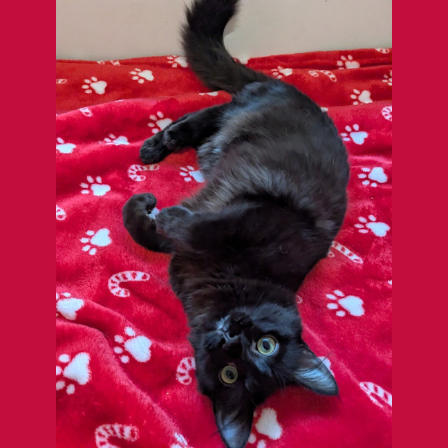 Photo of Biscuit 