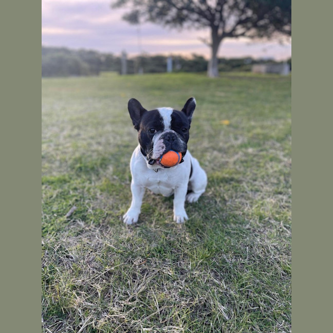 Photo of Archie & Marley   7 Year Old French Bulldog