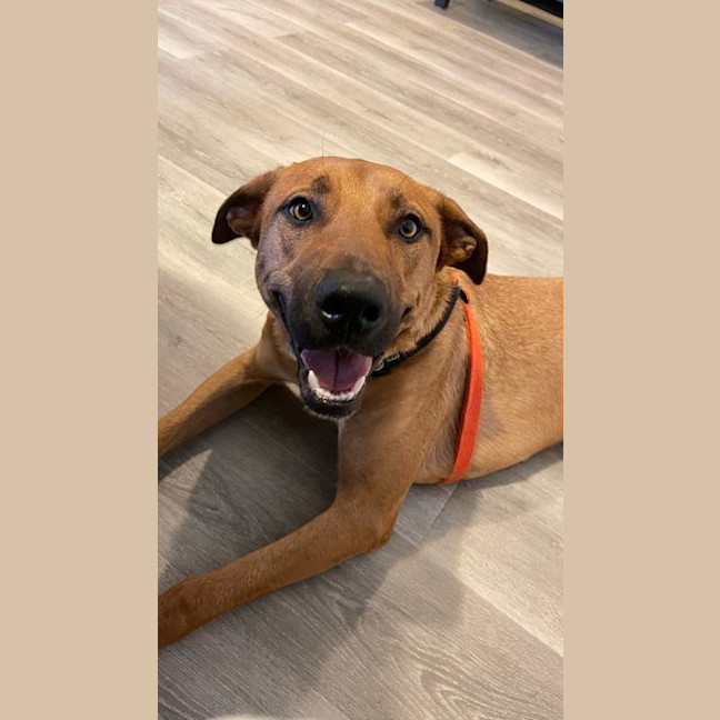 Photo of Bronco