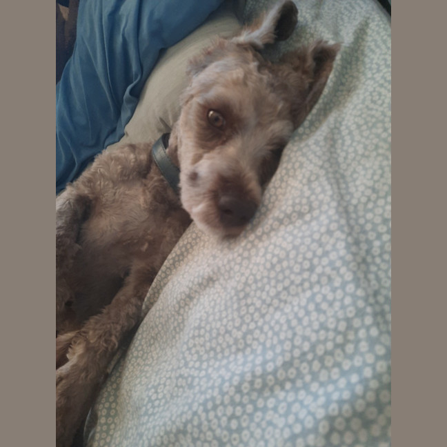 Photo of Teddy