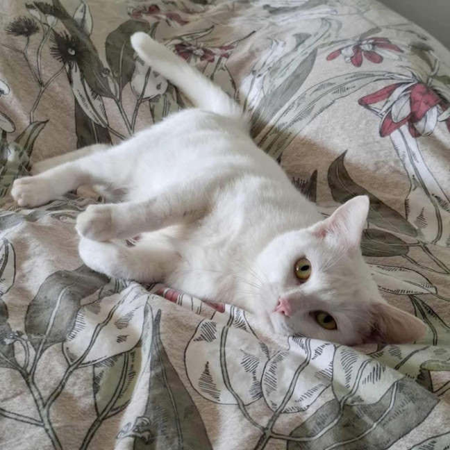 Photo of 12321   Amara