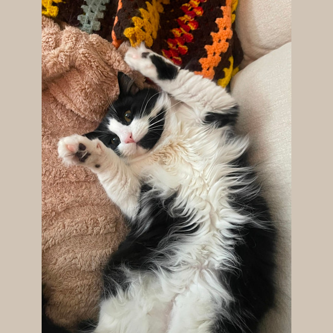 Photo of Merlin   Located In Hawthorn East