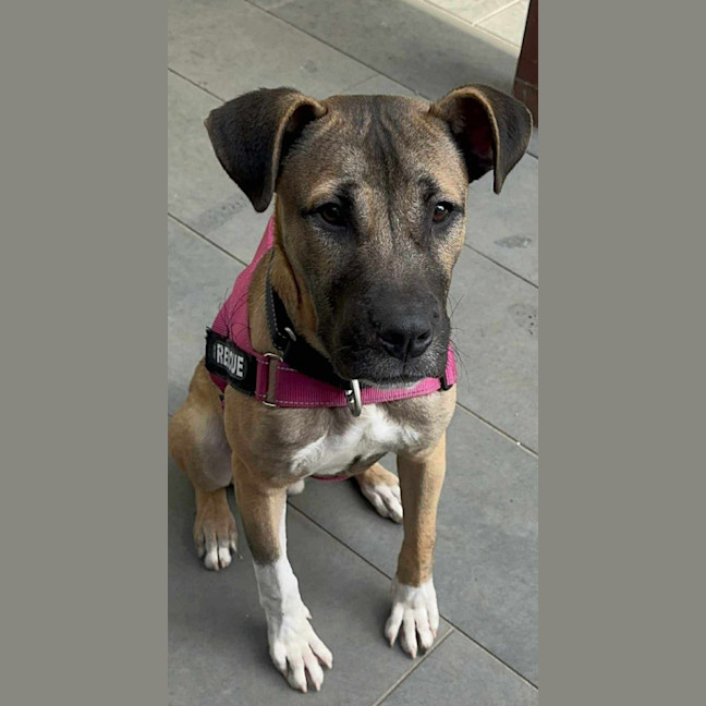 Photo of Lemon Meringue