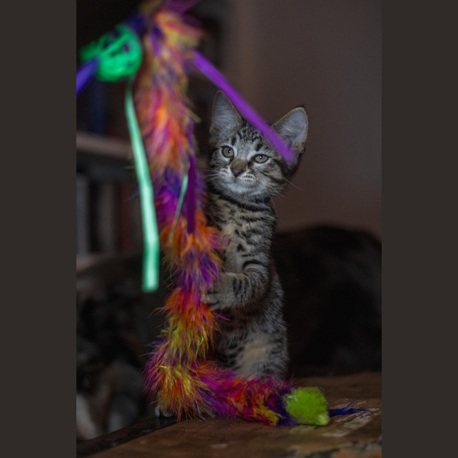 Photo of Quinn   Burnie