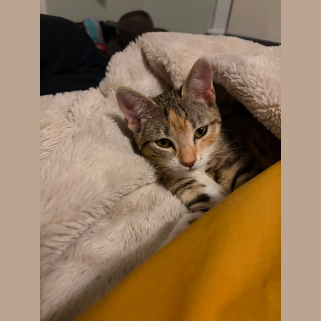 Photo of Baby & Blossom 