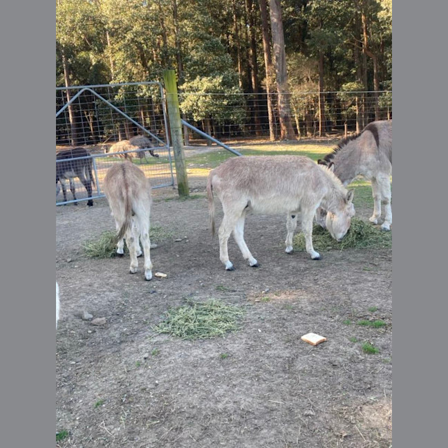 Photo of Mini Donkey's