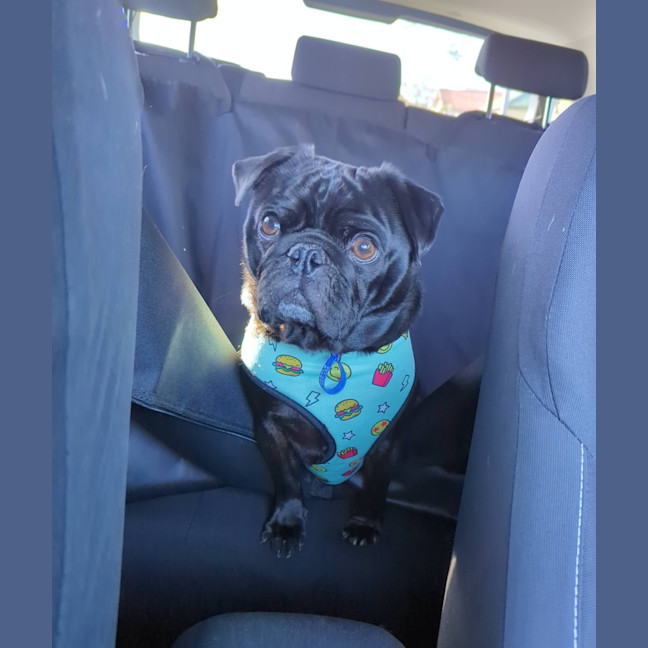 Photo of Buttons   4 Year Old French Bulldog X Pug