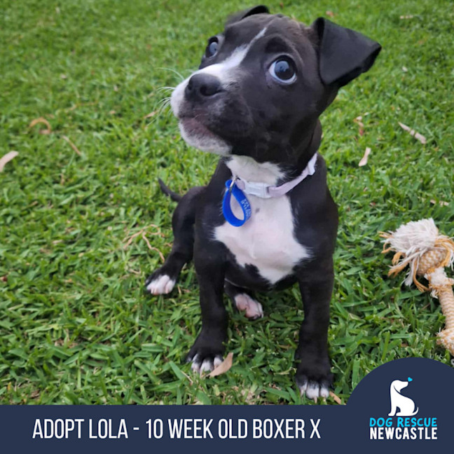 Photo of Lola   10 Week Old Boxer X