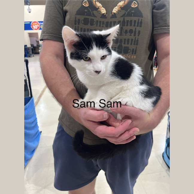 Photo of Sam Sam *9 Lives Project Rescue*