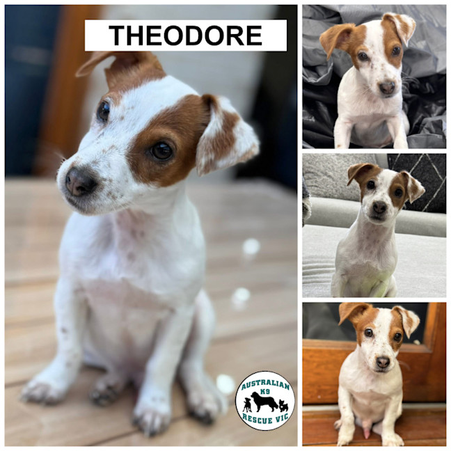 Photo of Theodore 