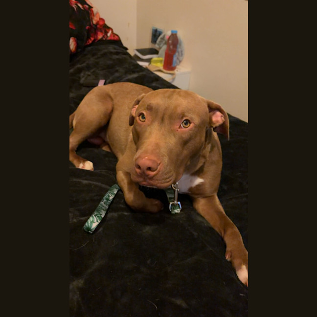 Photo of Bam Bam