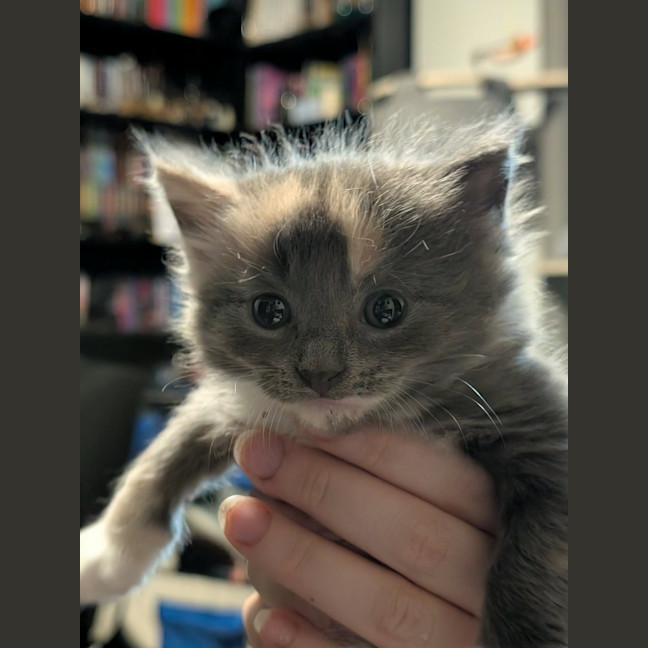 Photo of Cricket