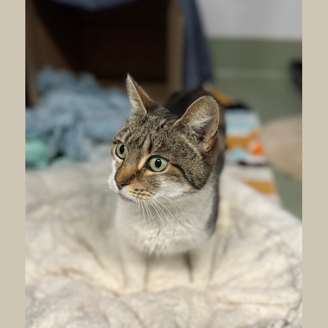 Photo of Nelly 