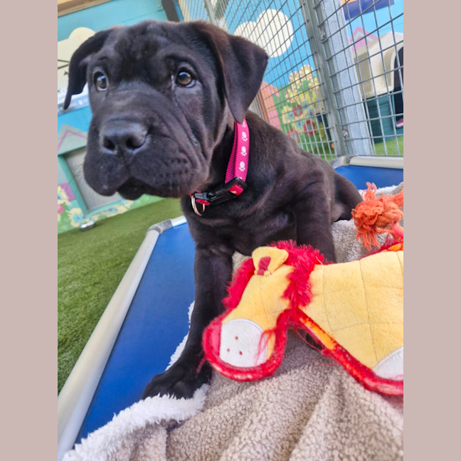 Photo of D1226 Hippo