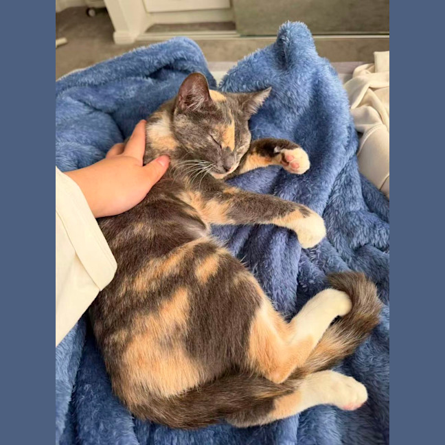 Photo of Luna