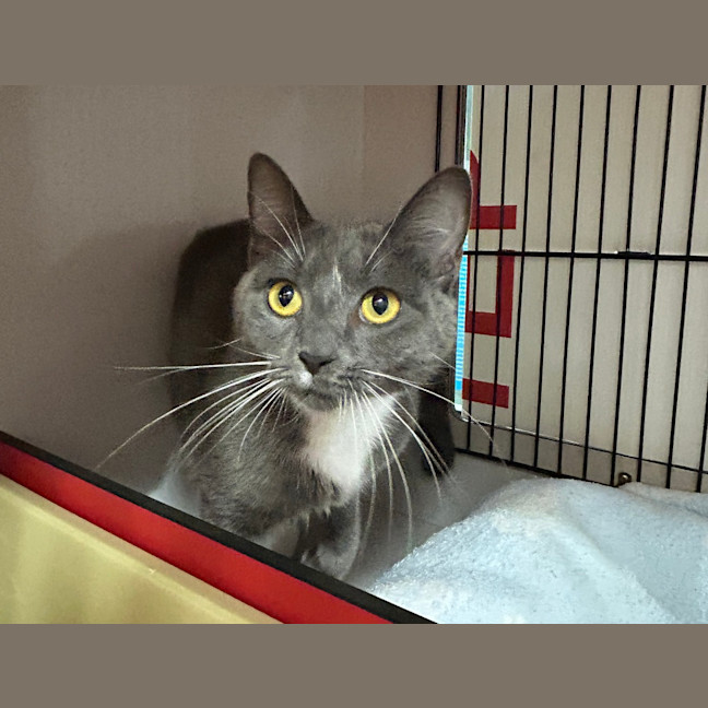 Photo of Sapphire