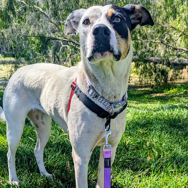 Photo of Ruby