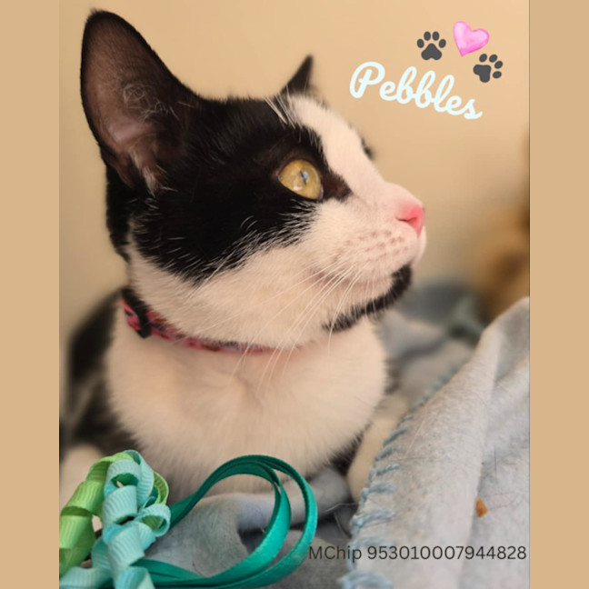 Photo of Pebbles